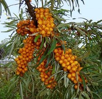hippophae_rhamnoides_k2__1_tonemapped_200 hippophae_rhamnoides_k2__1_tonemapped_200