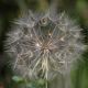 Flora Fauna 7