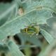 Flora Fauna 8