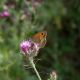 Flora Fauna 9