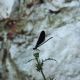 Flora Fauna 10