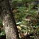 Flora Fauna 11