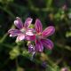 Flora Fauna 12