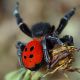 Flora Fauna 1