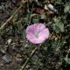 Flora Fauna 14