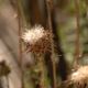 Flora Fauna 15