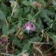 Flora Fauna 17
