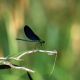 Flora Fauna 21