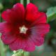 Flora Fauna 22