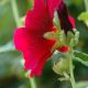 Flora Fauna 23