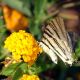 Flora Fauna 24
