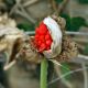 Flora Fauna 25