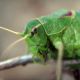 Flora Fauna 4