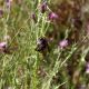 Flora Fauna 5