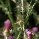 Flora Fauna 6