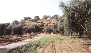 Beylerbey-Ridge